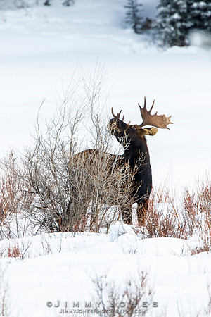 Bull Moose
