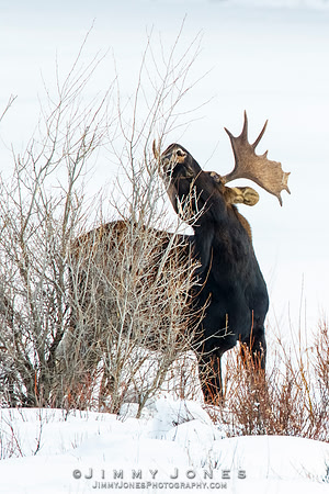 Bull Moose