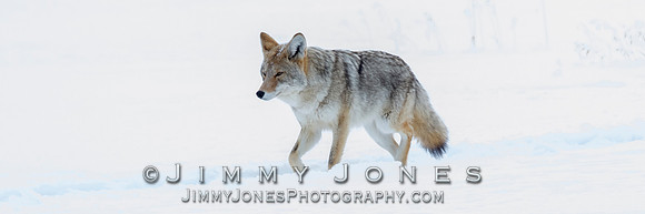 Coyote