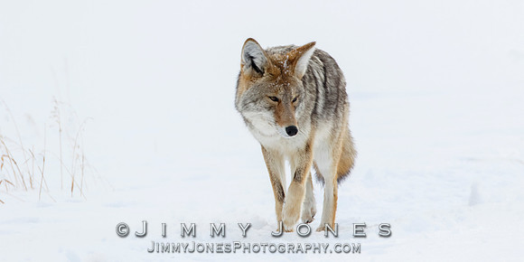 Coyote