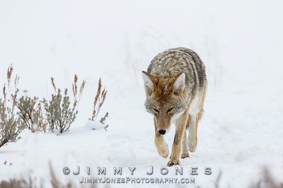 Coyote