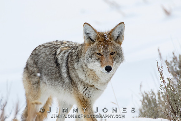 Coyote