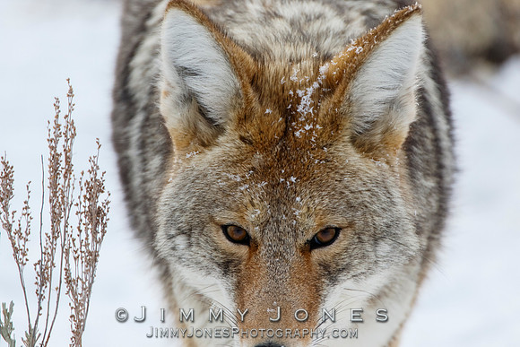 Coyote