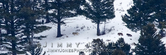 Juncton Butte Pack Wolves