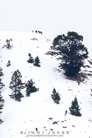 Juncton Butte Pack Wolves