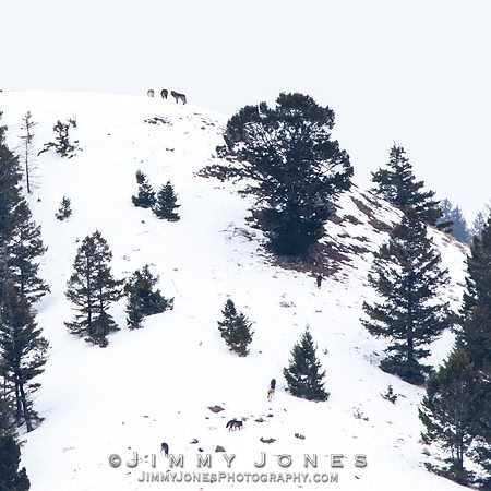 Juncton Butte Pack Wolves