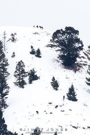 Juncton Butte Pack Wolves