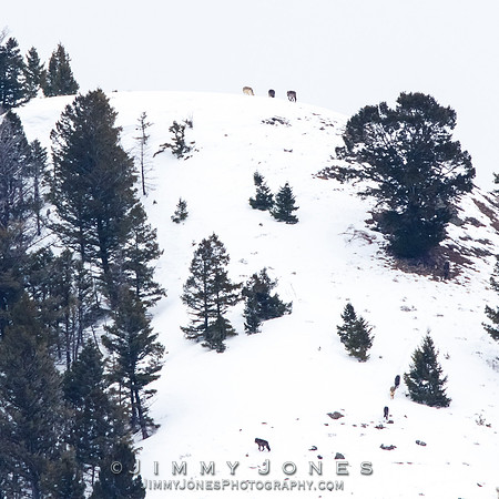 Juncton Butte Pack Wolves