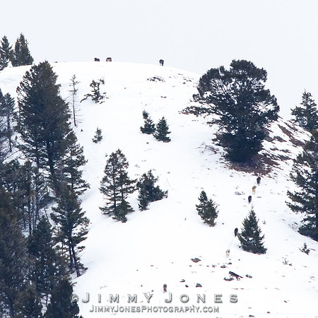 Juncton Butte Pack Wolves