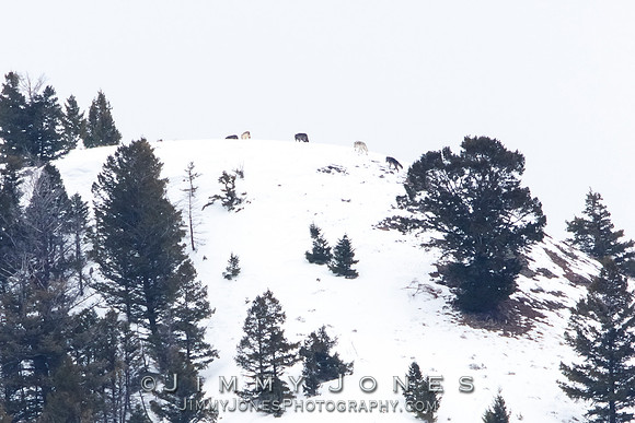 Juncton Butte Pack Wolves