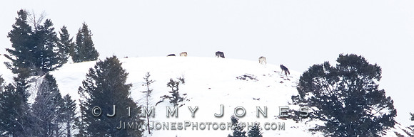 Juncton Butte Pack Wolves