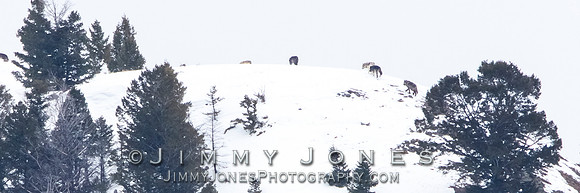 Juncton Butte Pack Wolves