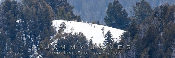 Juncton Butte Pack Wolves