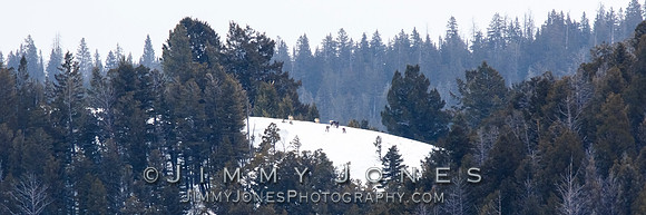 Juncton Butte Pack Wolves