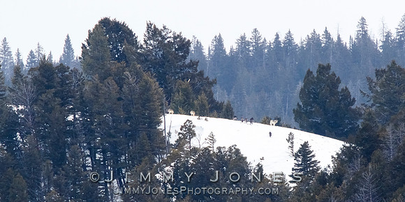 Juncton Butte Pack Wolves