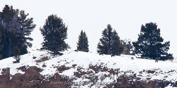 Juncton Butte Pack Wolves