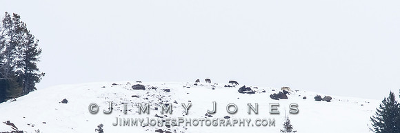 Juncton Butte Pack Wolves