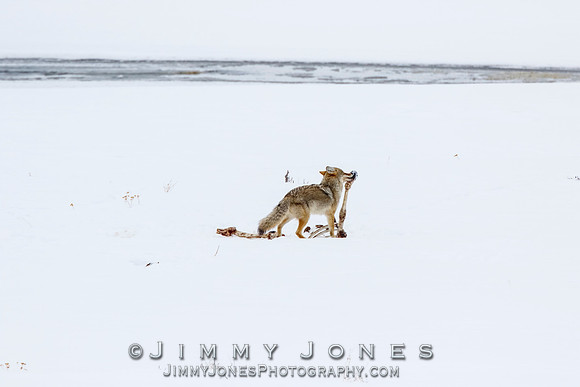 Coyote at Elk Kill Site