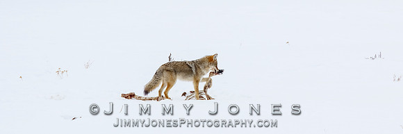 Coyote at Elk Kill Site