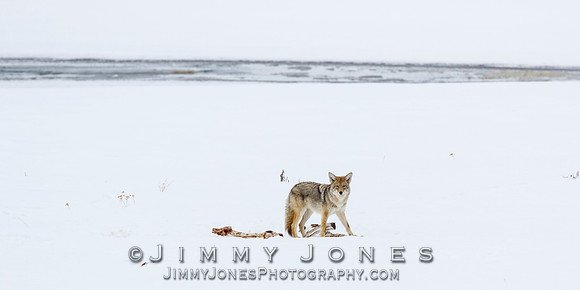 Coyote at Elk Kill Site