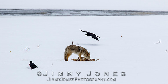 Coyote at Elk Kill Site