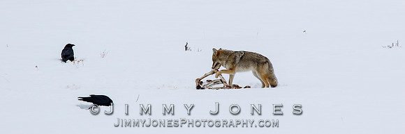 Coyote at Elk Kill Site