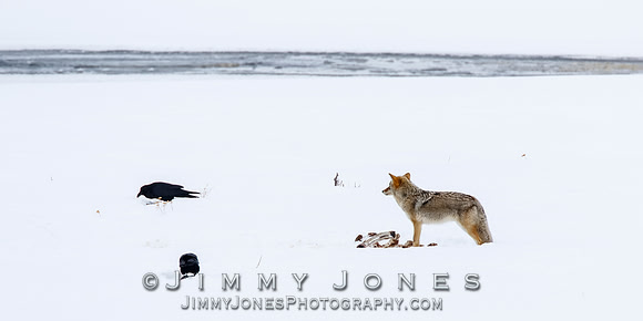 Coyote at Elk Kill Site