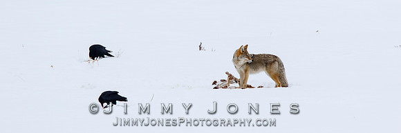 Coyote at Elk Kill Site