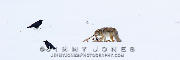 Coyote at Elk Kill Site
