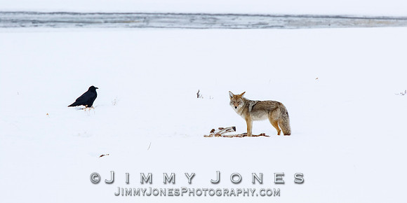 Coyote at Elk Kill Site