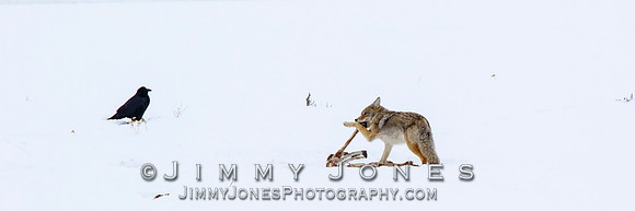 Coyote at Elk Kill Site