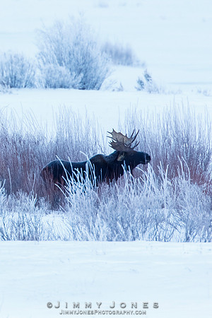 Bull Moose