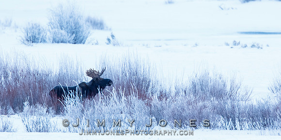 Bull Moose