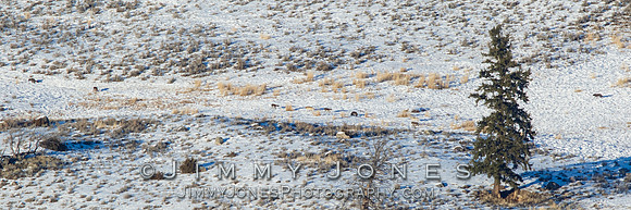 Juncton Butte Pack Wolves