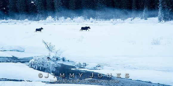 Moose Cow and Calf