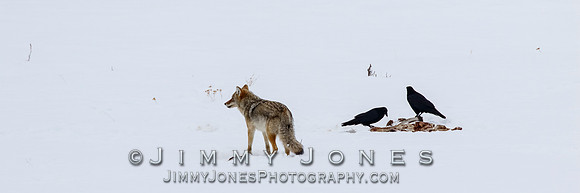 Coyote at Elk Kill Site