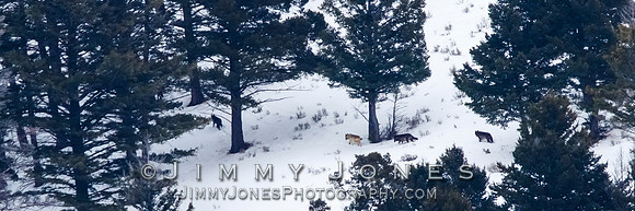 Juncton Butte Pack Wolves