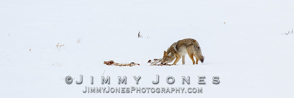 Coyote at Elk Kill Site