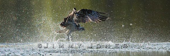 Osprey - BS/P0036