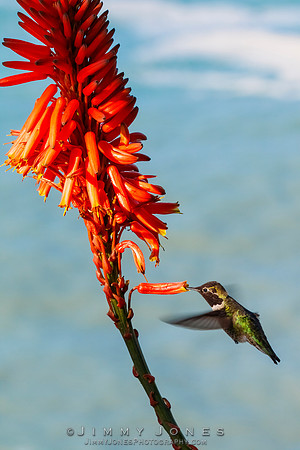Anna's Hummingbird