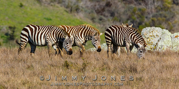 William Randolph Hearst ~ Zebra - "Captive"
