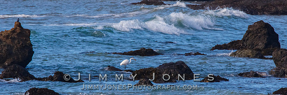 White Egret
