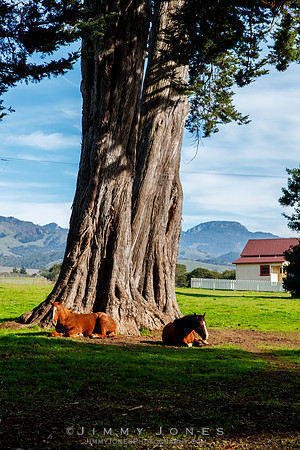 San Simeon Horses