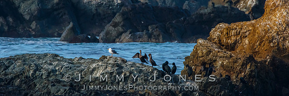 California Gull with Cormorants