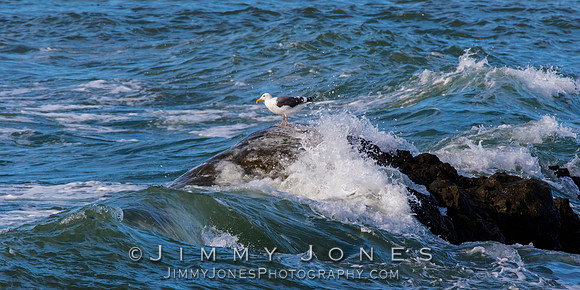 California Gull
