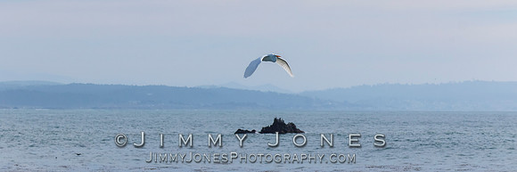 White Egret