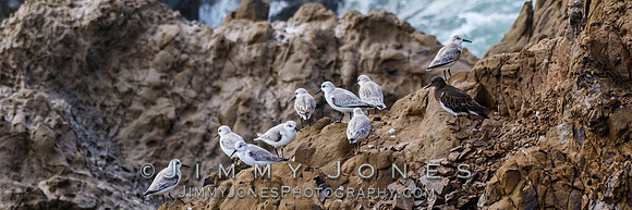 Sandlings
