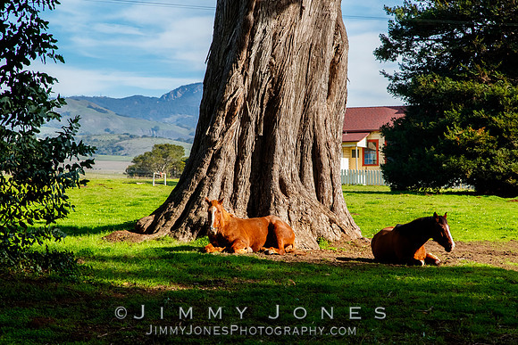 San Simeon Horses