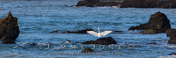 White Egret