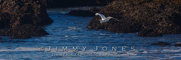 White Egret